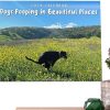 Dogs Pooping Calendar 2024, Funny Dog Wall Hanging Dog Poop Calendar 2024, 9.8x7.4inch Open Thick & Sturdy Paper Hangable Giftable Calendar