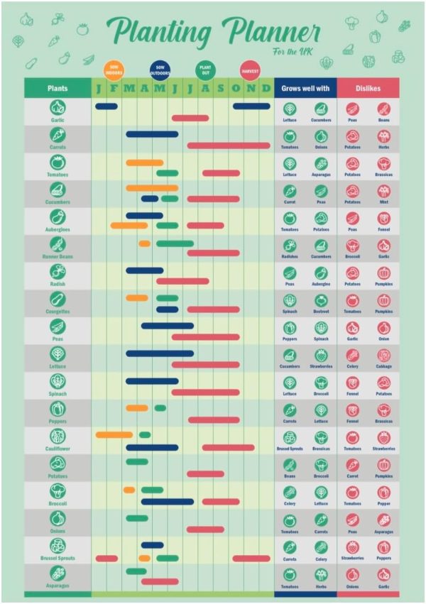 Gardening Vegetable Growing Planner Poster UK | Laminated garden Calendar Planner | Gantt Chart for Allotment Crops | Allotment gifts | Gardening gifts | Allotment Accessories |...