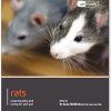 Rats - Pet Friendly