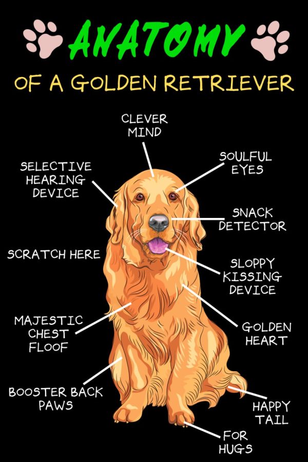 Veterinary Receptionist Gifts: Funny Anatomy Golden Retriever Dog Lover